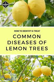 Common Diseases Of Lemon Trees Gardening Channel How To Grow Lemon Lemon Tree Potted Indoor Lemon Tree