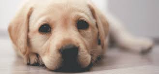 Our pet hospitals are providing reduced services and have different procedures in place to keep everyone safe. Emergencies And Urgent Pet Care Fairwood Plaza Animal Clinic