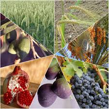 Les 7 Fruits D Israel Lph Info