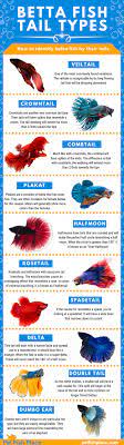 Due to the fact that bettas have been so heavily crossed bred over the years, there are now many different types available on the market. Types Of Crowntail Betta Fish Online Shopping