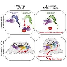 Apol1 C Terminal Variants May Trigger Kidney Disease Through Interference With Apol3 Control Of Actomyosin Sciencedirect A kidney biopsy allows doctors to examine tissue or cells from a specific area of the kidney and open biopsy. apol1 c terminal variants may trigger