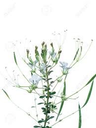 Image result for Cleome gynandra