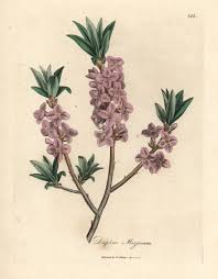 Image result for Daphne mezereum