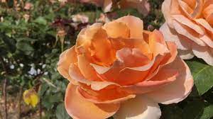 The hybrid tea rose just joey was first bred in 1972 in the united kingdom by cants of colchester. Just Joey Rose Grow And Prune This Hybrid Tea Rose Youtube