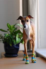 Tapukai With Images Dog Socks Cute Dogs Italian Greyhound