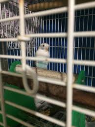 Find budgies in pets | find or rehome a dog, cat, bird, horse and more on kijiji: I Got A Pet Parakeet Any Tips For A 1st Time Bird Owner Parrots