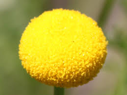 Image result for Pentzia