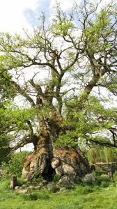 Stieleiche Kvilleken Kvilleken Norra Kvill Schweden Foto Baum Baum Alte Baume