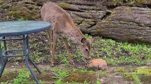 Wild Deer Really Wants To Befriend Little Bunny Rabbit Youtube