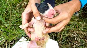 Six cute puppies lost their mother rescue puppies for a new mom. We Went To Rescue Newborn Puppies But Never Expected This Howl Of A Dog Rescue Youtube