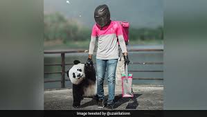 Foodpanda.my is a pioneering online food ordering & delivery website for malaysia, order meals from your favorite restaurants on the foodpanda website. Viral Pics Food Delivery Rider Brings Cute Panda On His Last Day Of Work Ndtv Food