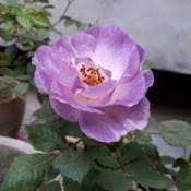 Scroll down the list, find out the blue rose for you lwp and setup it. Rose Rosa Blue For You In The Roses Database Garden Org
