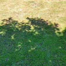 (how many plants die after a sun shower?) midday is not the best time to water because evaporation and wind will carry much of the water off target. 7 Tips To Keep Your Lawn Green In A Heatwave The Lawn Man