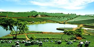 Chứng nhận VietGAP (Vietnamese Good Agricultural Practices)