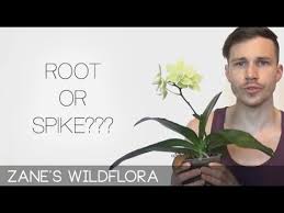When you are new to growing orchids.one tends to jump with excitement with each new growth thinking it to be a spike. How To Differentiate Flower Spikes From New Roots On Orchids Youtube