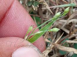 Image result for Urochloa deflexa