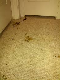 A Dog And His Mom How To Clean Up Puppy Diarrhea Out Of Your White Carpet In 2020 Dry Carpet Cleaning White Carpet Puppies