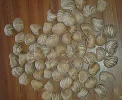 Image result for Cola pierlotii