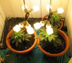 Some types fit into light fixtures designed for incandescent bulbs. Cfl Lights For Weed Growing Indoors Green Cultured Elearning Solutions