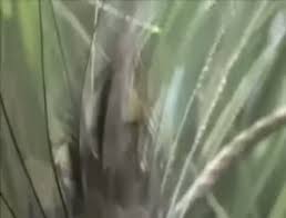 Duydugu Her Sesi Aninda Taklit Edebilen Lir Kusu Videosunu Izle Son Dakika Haberleri