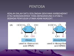 Compare this with adalah, which has the same meaning but can be used with first, second and third person. Asam Nukleat Adalah Golongan Senyawa Nukleoprotein Dari Protein Komplek Conyugated Protein Yang Tersusun Dari Senyawa Nukleotid Contoh Senyawa Nukleotid Ppt Download