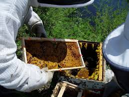 Maybe you would like to learn more about one of these? Information For Beekeepers