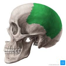 If you found bones on a recent adventure, you may be wandering if they're human or animal. Parietal Bone Anatomy Borders And Surfaces Kenhub