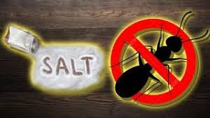 Mar 03, 2021 · other natural ways to kill ants. Is Salt Good To Get Rid Of Ants And Other Salt Benefits Youtube