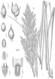 Image result for Panicum heterostachyum