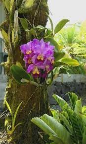Growing Outdoors Cattleya Orchid Orchid Flower Beautiful Flowers