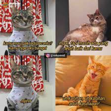 Nyesek 10 Meme Kucing Oren Ala Sadboy Ini Kocak Sekaligus Kasihan