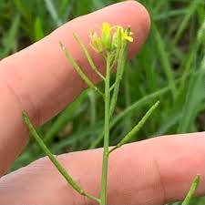 Image result for Erucastrum arabicum