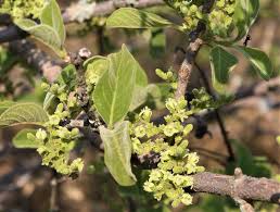 Image result for Vangueria