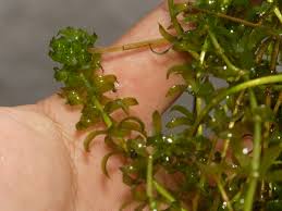 Image result for Hydrilla verticillata