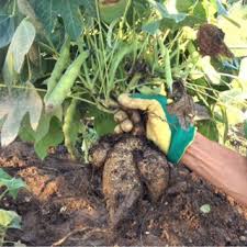 Image result for Sphenostylis