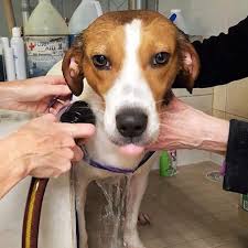 Meet Zebra Zebra Is Our Zany Fun Young Hound Mix Who Can T Wait To Find A An Equally Active Family Who Will Give Her Lots Of Att Dog Cat Pets Pet