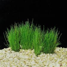 Image result for Eleocharis minuta