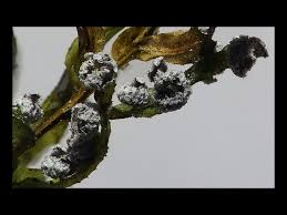 Image result for Melanospermum