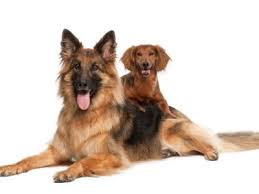 The german shepherd serves the airborne corps of the people's liberation army air force and recently completed a. Traditional Chinese Medicine For Dogs With Spine Disease