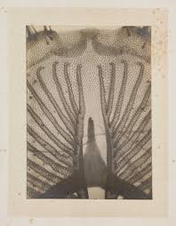 File:Sucking tube on the tongue of a Blowfly - x 300 - By George H.  Rodman.jpg - Wikimedia Commons