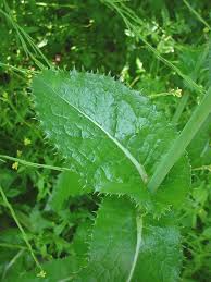 Image result for Sonchus friesii