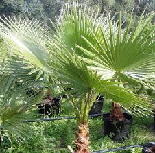 Image result for Washingtonia filifera