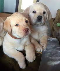 New litter of puppies coming soon! Pin On Lab Lovers Anonymous