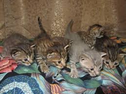 We are dedicated to providing healthy and happy bengal kittens with wonderful temperaments. Beautiful Bengal Kittens For Sale In Pittsburgh Pennsylvania Classified Americanlisted Com