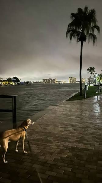 DeSantis Warns Florida Pet Owners: Abandoning Dogs During ...