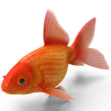 Goldfish 3 3d C4d Goldfish Clown Fish Cartoon 3d Model