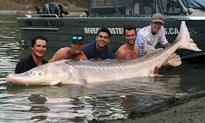 River Monster Adventures Bc Sturgeon Fishing Tours In Fraser River Canyon The official profile for extreme fishing show river monsters with angling explorer jeremy wade 🎣 this feed is managed by icon films. river monster adventures bc sturgeon