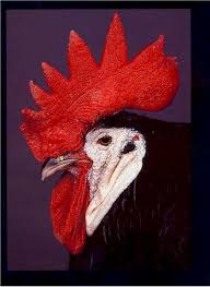 Pin On Chicken Breeds