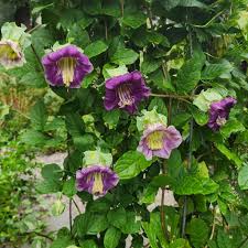 Image result for Cobaea