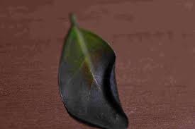 Pick dead twigs or leaves off of the tree and discard them.2 x. Bonsai Tree Leaves Turning Brown And Falling Gardening Landscaping Stack Exchange